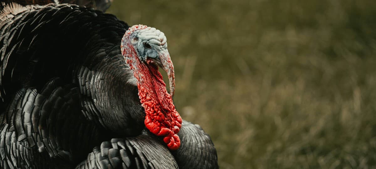 Thanksgiving Socialism Sparks Debate on Economic Ideals and Culture