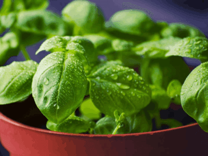 7 Everyday Herbs to Boost Your Immune System Naturally