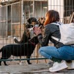 Study Finds People Show More Empathy for Dogs Than Adult Humans