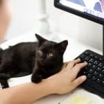 How Living with Cats Shapes Human Connection and Emotional Wellbeing