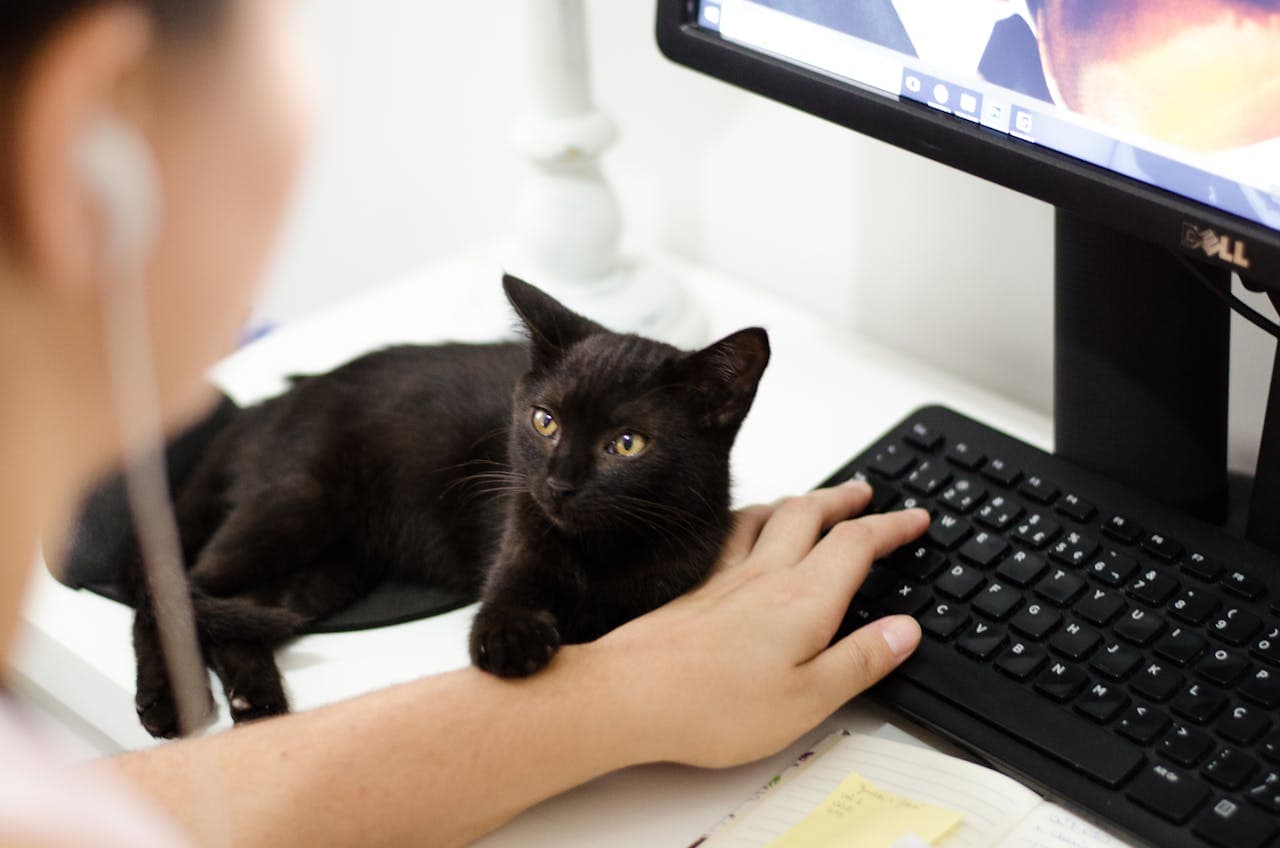 How Living with Cats Shapes Human Connection and Emotional Wellbeing
