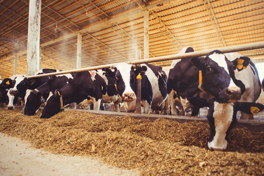 Michigan Lawmakers Push to Legalize Raw Milk, Sparking Health Debate