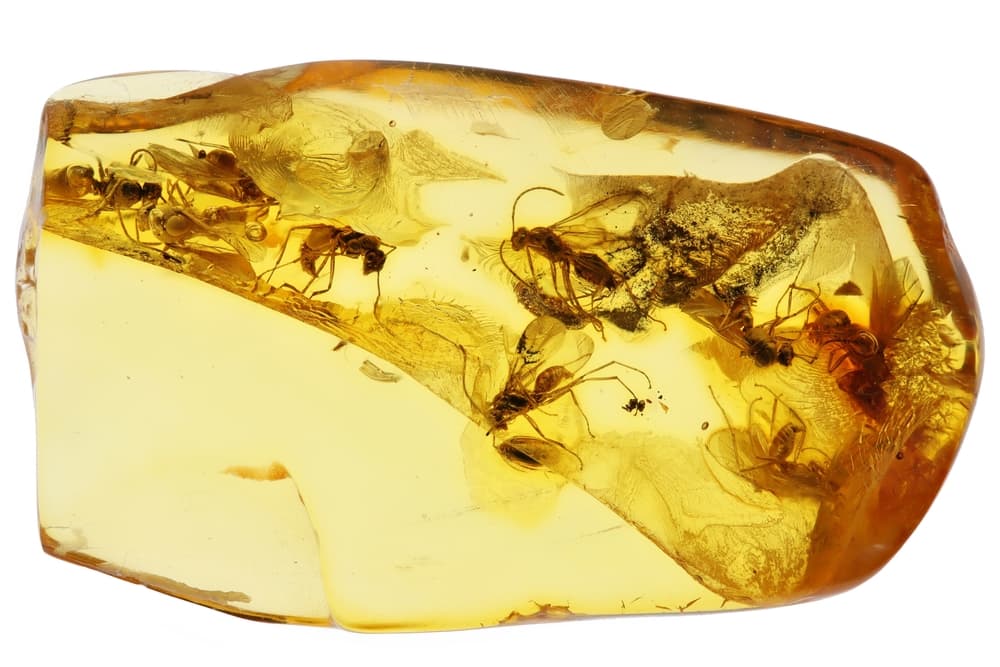 Fossil Found in Amber Stuns Scientists, Compared to Discovering a Diamond
