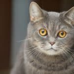 Experience the World Through a Cat's Eyes with This Viral Simulation