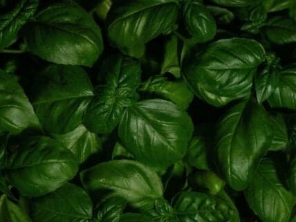6 Best Herbs to Grow for a Robust Italian Herb Garden