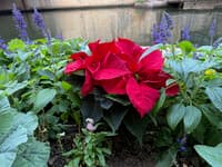 Poinsettia's Christmas Legacy Reexamined Amid Misconceptions and Care Tips