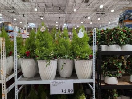 New Holiday Garden in Deco Pot Unveiled with Fresh Lemon Cypress