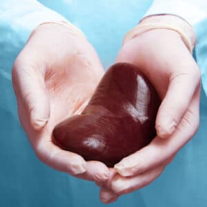 Scientists Create Universal Kidney, Revolutionizing Transplant Options for All