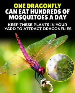 Discover 10 Powerful Plants That Attract Mosquito Killers for Your Garden
