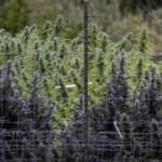 Trump Explores Executive Order to Reclassify Marijuana, Impacting Legal Landscape