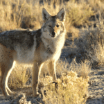 Coyote Attack on Child in Portland Sparks Urgent Safety Warnings