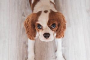 Discover the Charms of Cavalier King Charles Spaniels and Their Impact on Pet Culture