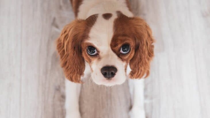Discover the Charms of Cavalier King Charles Spaniels and Their Impact on Pet Culture