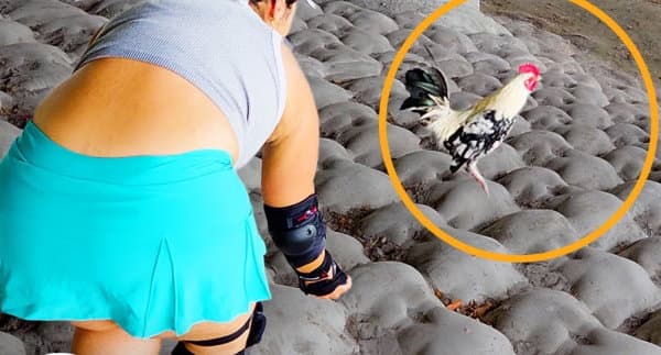 Couple Rescues Baby Rooster, Sparking Community Engagement on Animal Welfare