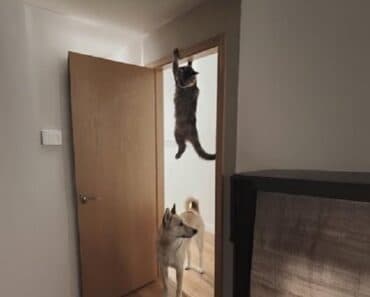 Chaos Ensues as Cats Take Center Stage in Hilarious Viral Moments