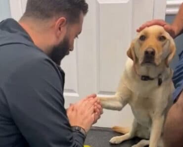 Adorable Dog Trusts Vet with Injured Foot, Capturing Hearts Worldwide