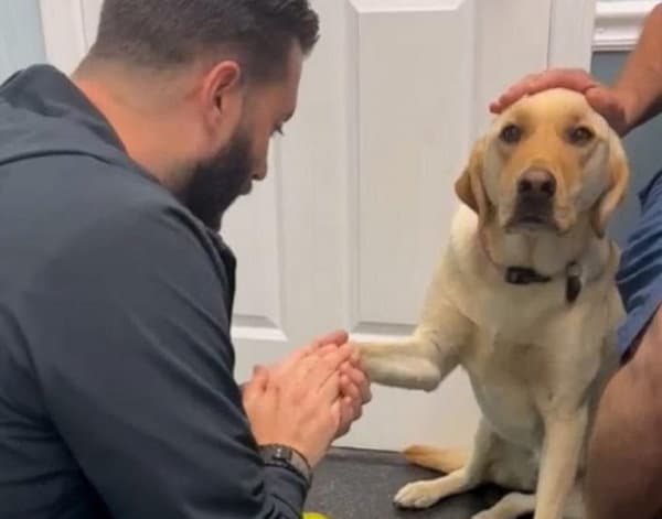 Adorable Dog Trusts Vet with Injured Foot, Capturing Hearts Worldwide