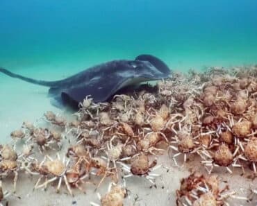 Crabs Form Massive Shield to Protect Spy Robot from Stingray Threat