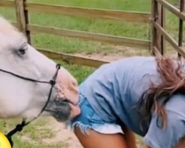 Farm Animals Bring Laughter with Hilarious Antics That Delight Fans