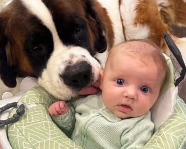 Little Girl's Adorable Bond with Two Giant Dogs Captivates Hearts Everywhere
