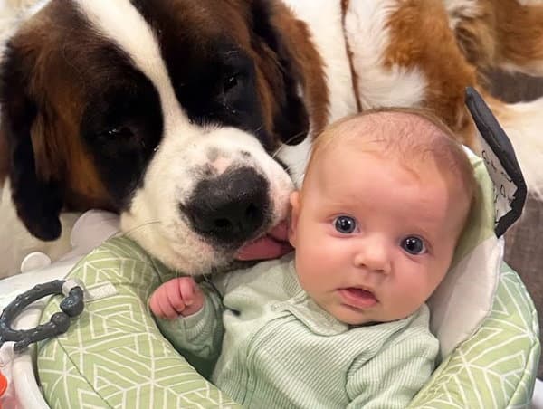 Little Girl's Adorable Bond with Two Giant Dogs Captivates Hearts Everywhere