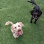 Female Dogs Exhibit Ability to Gauge Human Incompetence with Precision