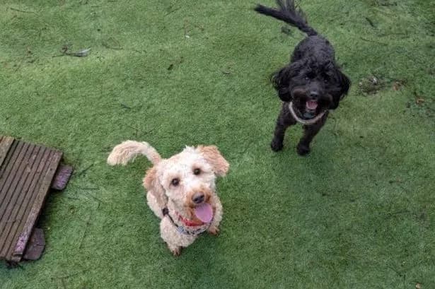 Female Dogs Exhibit Ability to Gauge Human Incompetence with Precision