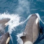 Wildlife Photographer Captures Historic Orca Birth Moments in Stunning Photos