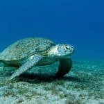 Green Sea Turtles Slowly Recover, Signaling Hope for Marine Life