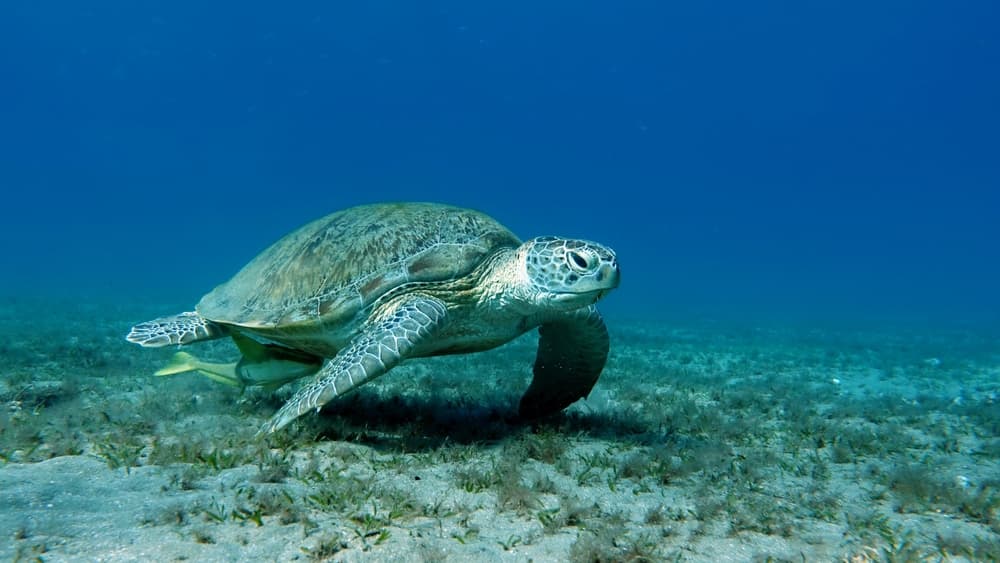 Green Sea Turtles Slowly Recover, Signaling Hope for Marine Life