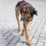 Netherlands Leads the Way by Ending Stray Dog Homelessness Nationwide