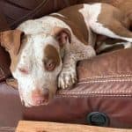 Abandoned Puppy Receives Surgery and Finds Loving Forever Home