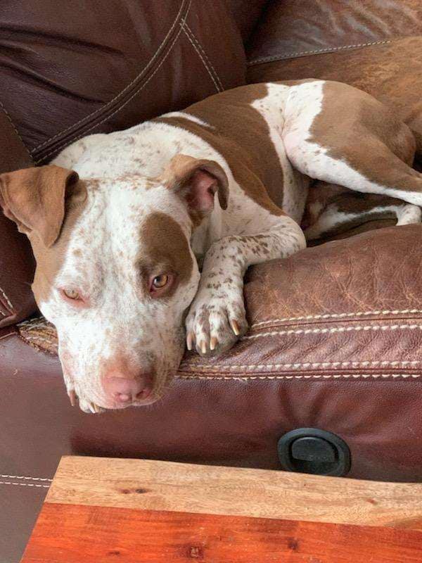 Abandoned Puppy Receives Surgery and Finds Loving Forever Home