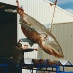 Abandoned Great White Shark Rescued After Viral Video Sparks Change