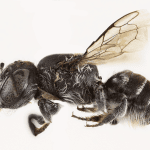 Lucifer Bee Discovery Highlights Urgency of Biodiversity Research Efforts