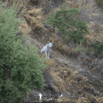 Rare White Iberian Lynx Captured on Camera, Inspires Global Interest