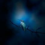 Climate Change Yields First Hybrid Jay Species, Impacting Birdwatching Community