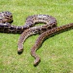 Man Severely Injures Himself After Mistaking Non-Poisonous Snake