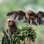 U.S. Plan to Cull 500,000 Owls Faces Backlash and Sparks Outrage