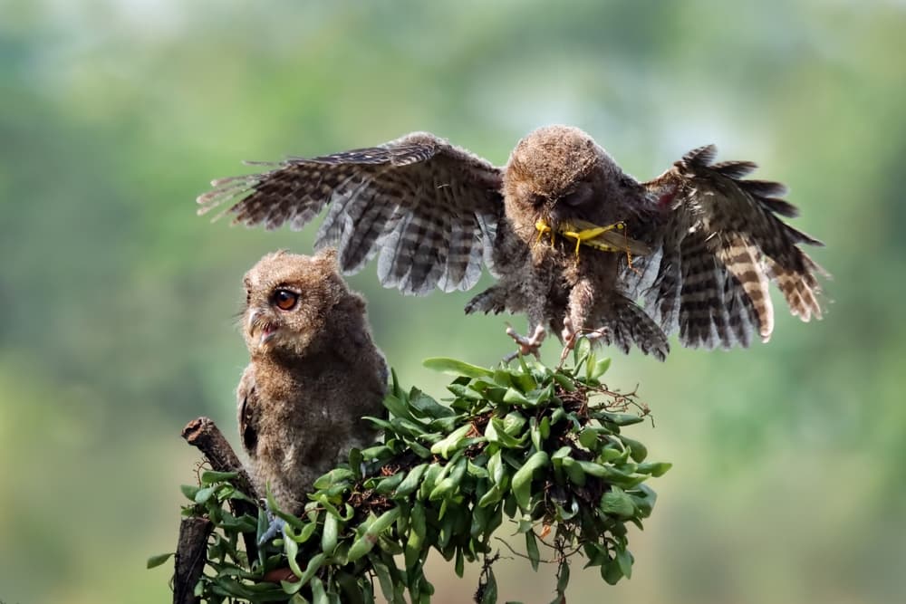 U.S. Plan to Cull 500,000 Owls Faces Backlash and Sparks Outrage