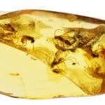 Fossil Found in Amber Stuns Scientists, Compared to Discovering a Diamond