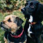 Woman Divorces Husband Over Cruelty to Dogs, Sparks Animal Welfare Debate