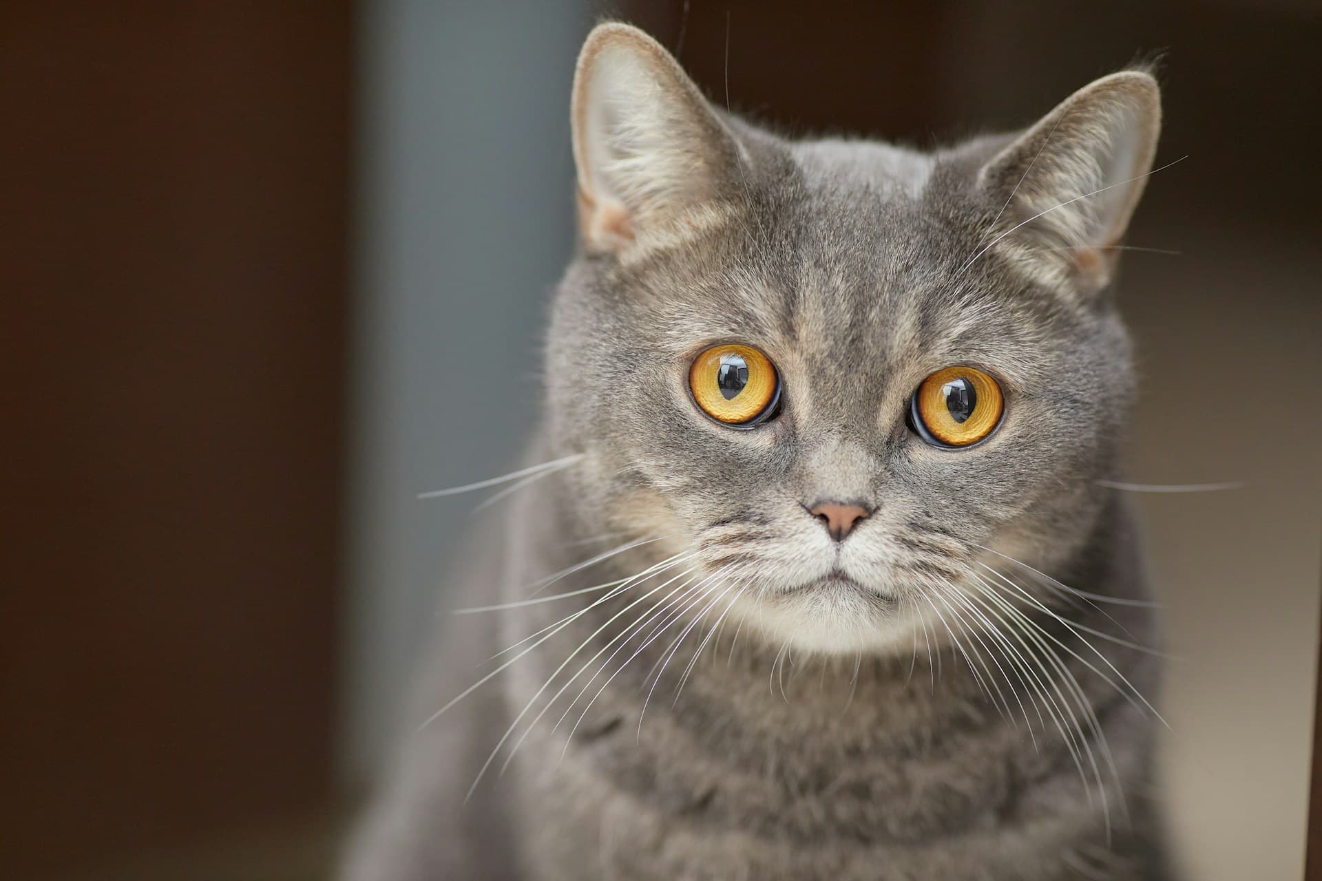 Experience the World Through a Cat's Eyes with This Viral Simulation