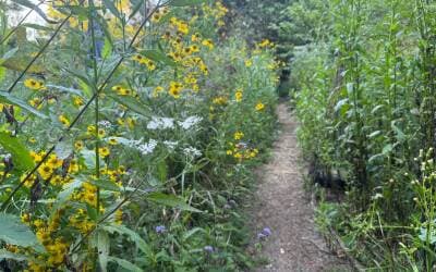 Protect Your Garden From Deer With These Essential Tips for Harmony