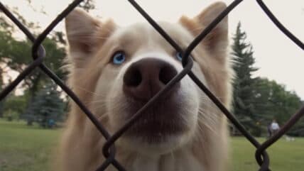 Discover the 12 Most Beloved Talking Dog Movies That Will Delight You