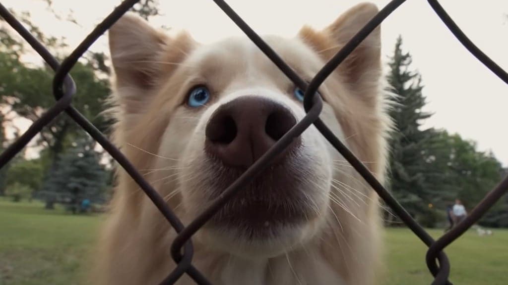 Discover the 12 Most Beloved Talking Dog Movies That Will Delight You