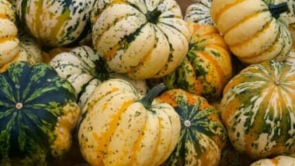 Discover the 5 Must-Try Winter Squash Varieties Transforming Your Meals